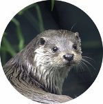 Dem Biber und dem Otter auf der Spur